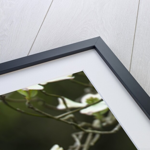 Close-up of Dogwood Bloom by Anonymous