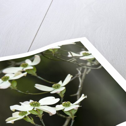 Close-up of Dogwood Bloom by Anonymous