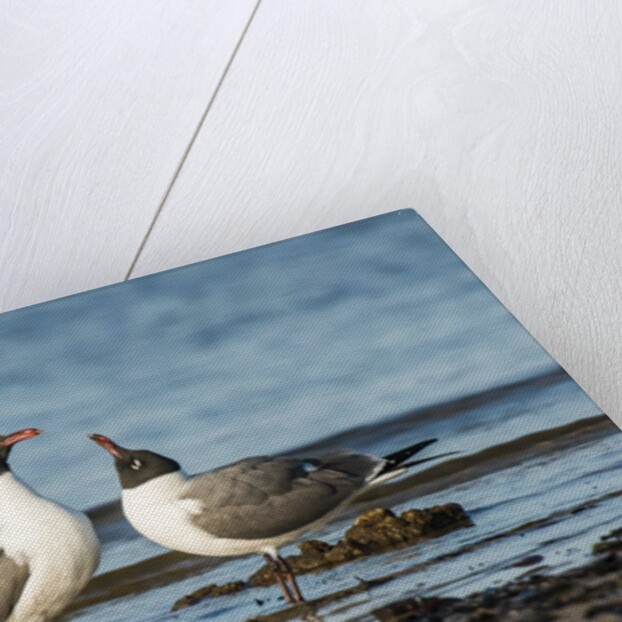 View of Laughing Gull standing in water by Anonymous