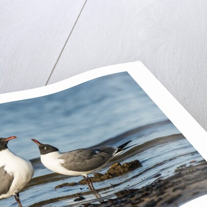 View of Laughing Gull standing in water by Anonymous