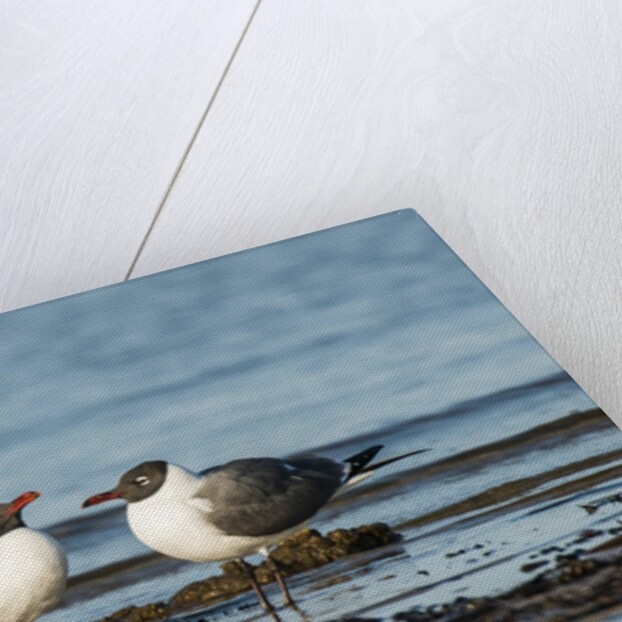 View of Laughing Gull standing in water by Anonymous