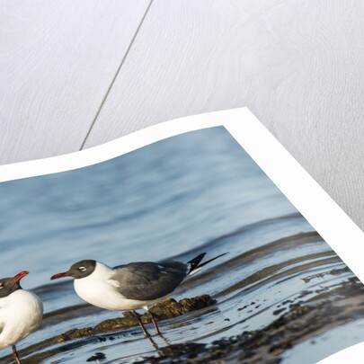 View of Laughing Gull standing in water by Anonymous