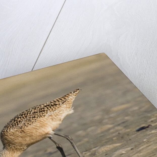 Side view of Marbled Godwit by Anonymous