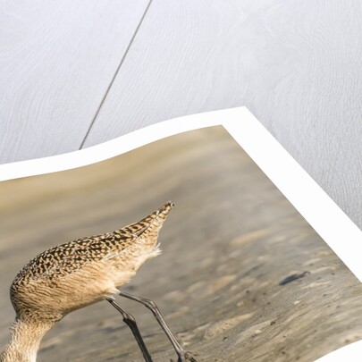 Side view of Marbled Godwit by Anonymous
