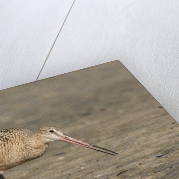 Side view of Marbled Godwit by Anonymous