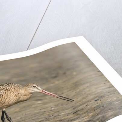 Side view of Marbled Godwit by Anonymous