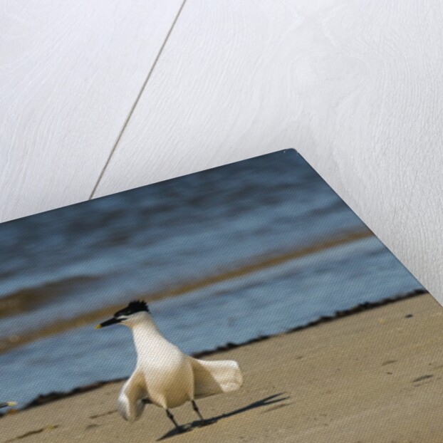 View of Royal Tern on sandy beach by Anonymous