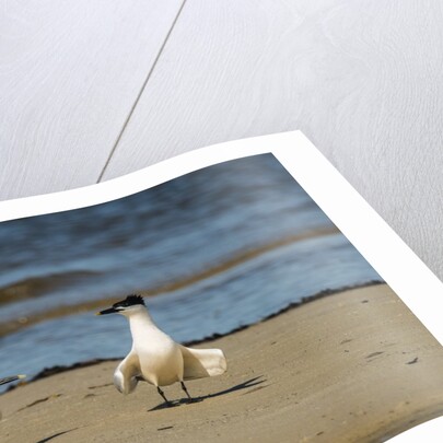 View of Royal Tern on sandy beach by Anonymous