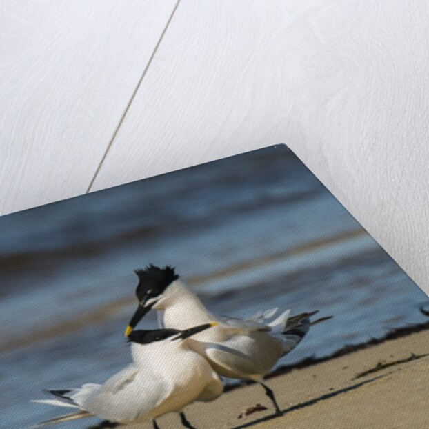 View of Royal Tern on sandy beach by Anonymous