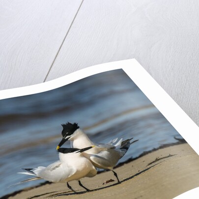 View of Royal Tern on sandy beach by Anonymous