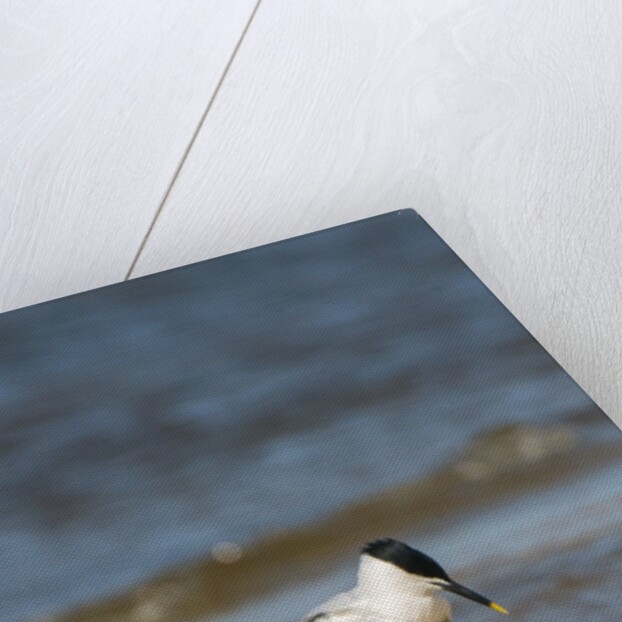 View of Royal Tern on sandy beach by Anonymous