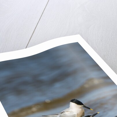 View of Royal Tern on sandy beach by Anonymous