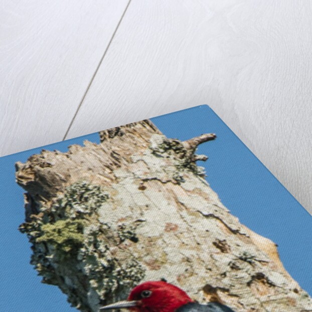 View of Red-headed Woodpecker by Anonymous