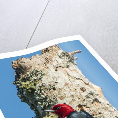 View of Red-headed Woodpecker by Anonymous