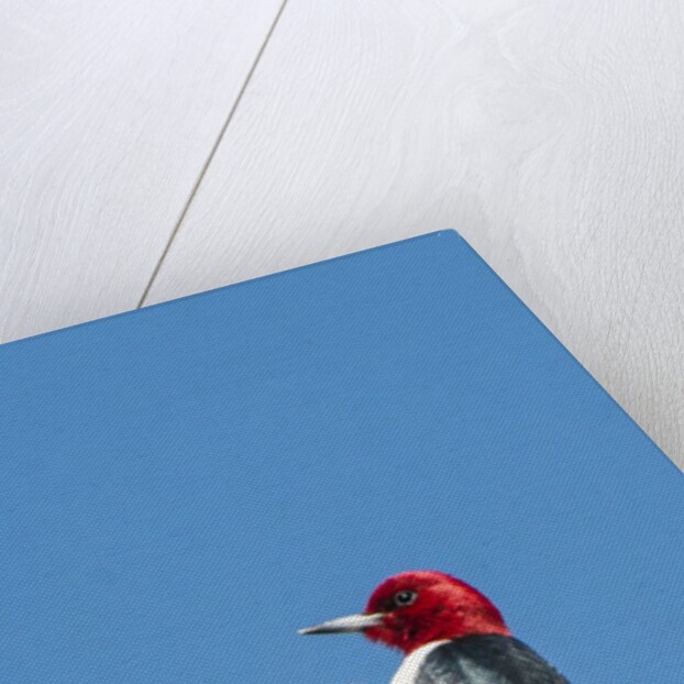 View of Red-headed Woodpecker by Anonymous