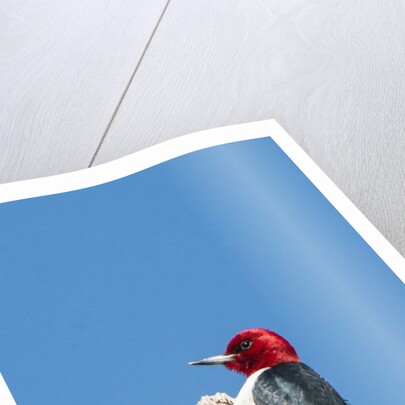 View of Red-headed Woodpecker by Anonymous