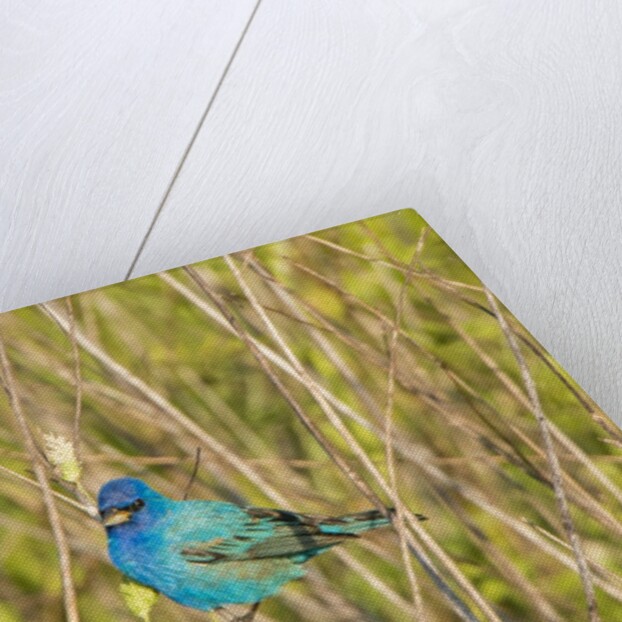 View of Indigo Bunting perching on twig by Anonymous