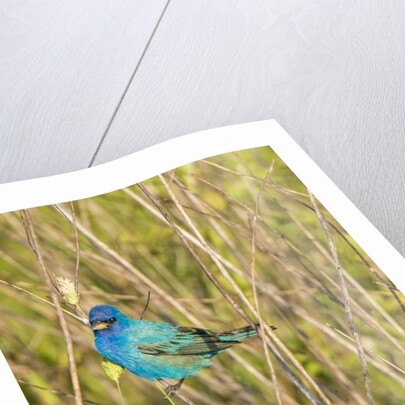 View of Indigo Bunting perching on twig by Anonymous