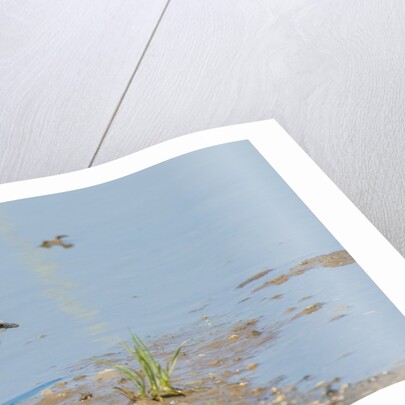 Side view of Killdeer wading in water by Anonymous