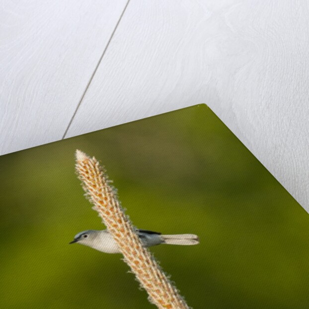 Side view of Bluegray Gnatcatcher perching on twig by Anonymous