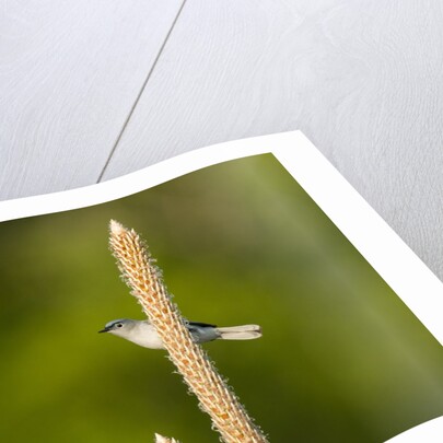 Side view of Bluegray Gnatcatcher perching on twig by Anonymous