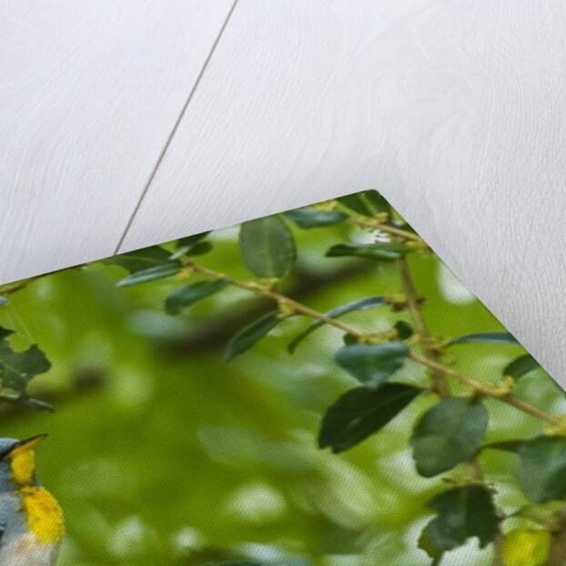Side view of Northern Parula perching on twig by Anonymous