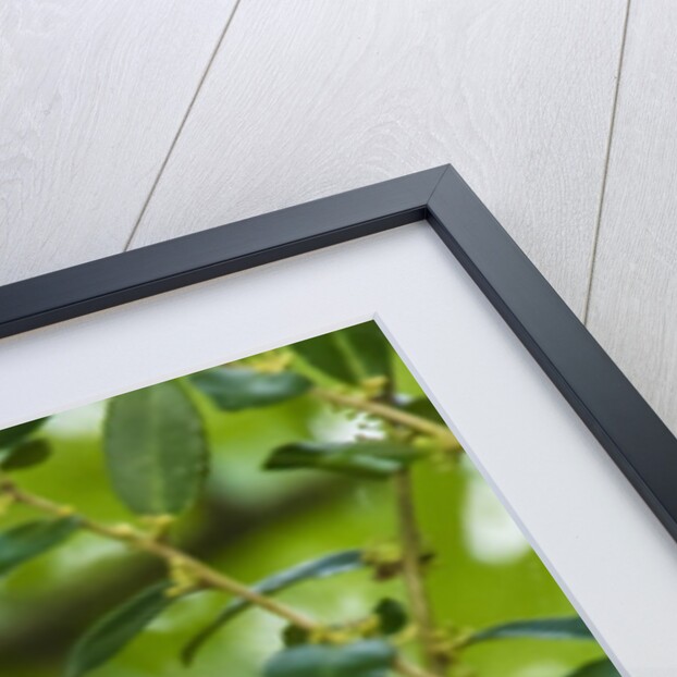 Side view of Northern Parula perching on twig by Anonymous