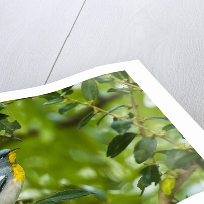 Side view of Northern Parula perching on twig by Anonymous