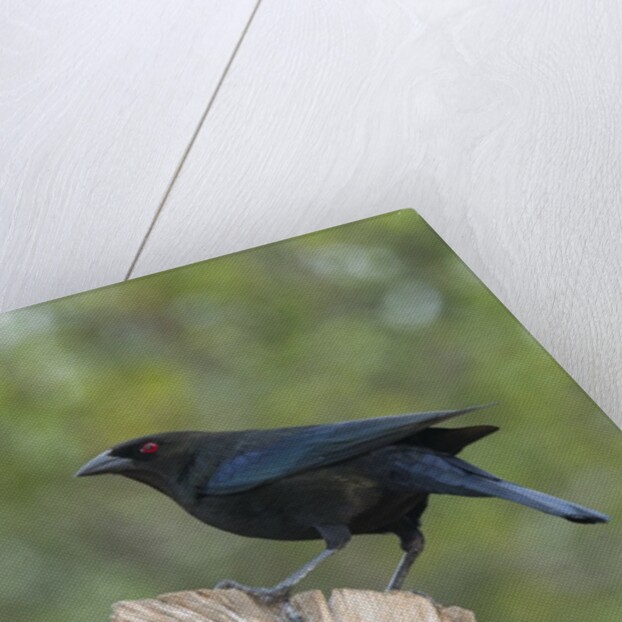 Bronzed Cowbird perching on tree trunk by Anonymous