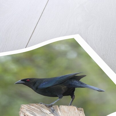 Bronzed Cowbird perching on tree trunk by Anonymous