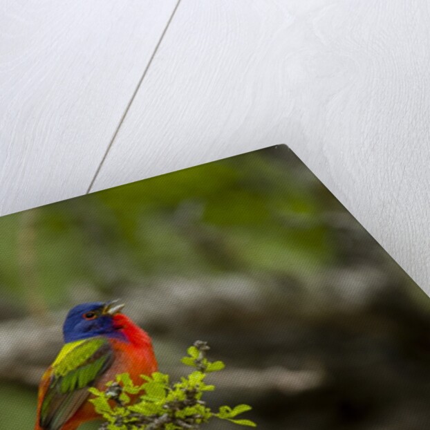 Painted Bunting perching on twig by Anonymous