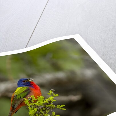 Painted Bunting perching on twig by Anonymous