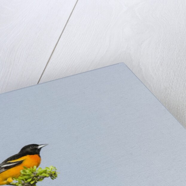 Baltimore Oriole by Anonymous