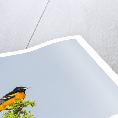 Baltimore Oriole by Anonymous