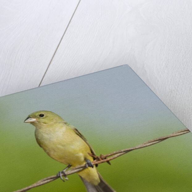 Olive Sparrow by Anonymous