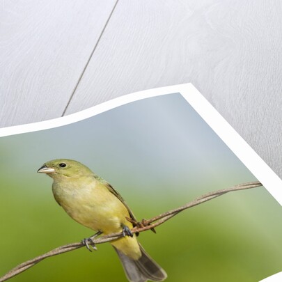Olive Sparrow by Anonymous