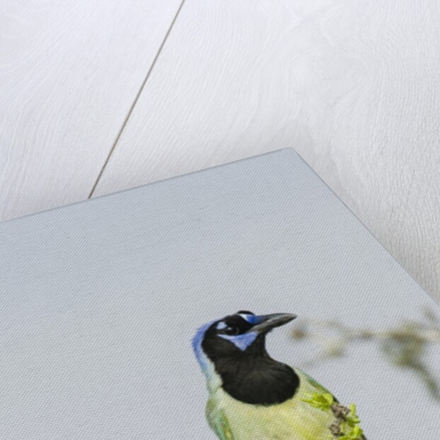 Green Jay by Anonymous