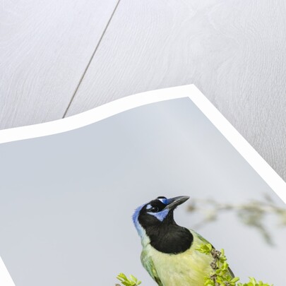 Green Jay by Anonymous