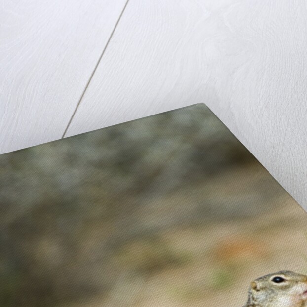 Mexican Ground Squirrel by Anonymous