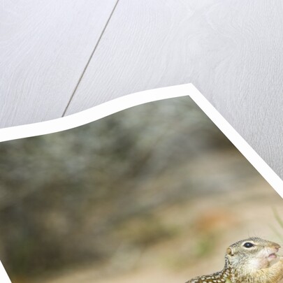 Mexican Ground Squirrel by Anonymous