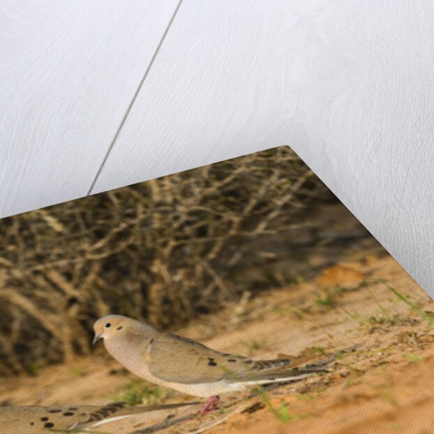 Mourning Dove by Anonymous