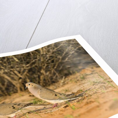 Mourning Dove by Anonymous