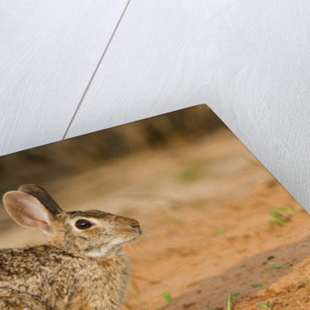 Eastern Cottontail Rabbit by Anonymous