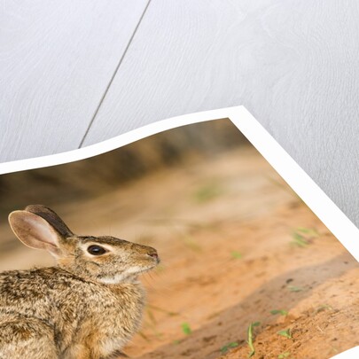 Eastern Cottontail Rabbit by Anonymous