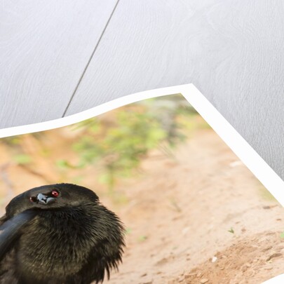 Bronzed Cowbird by Anonymous