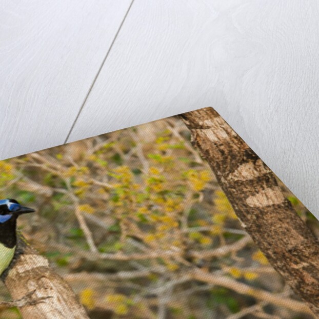 Green Jay by Anonymous