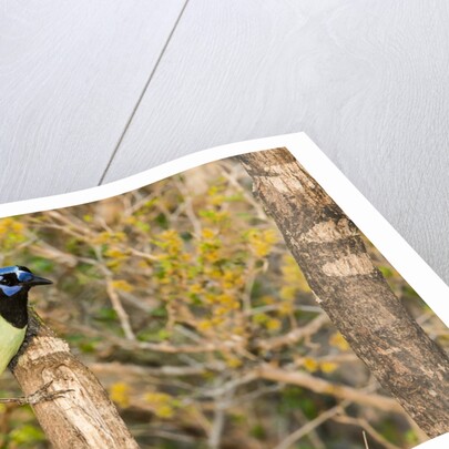 Green Jay by Anonymous