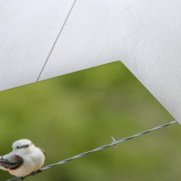 Scissor-tailed Flycatcher by Anonymous