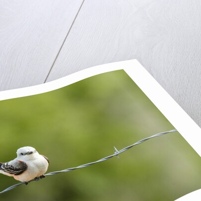 Scissor-tailed Flycatcher by Anonymous