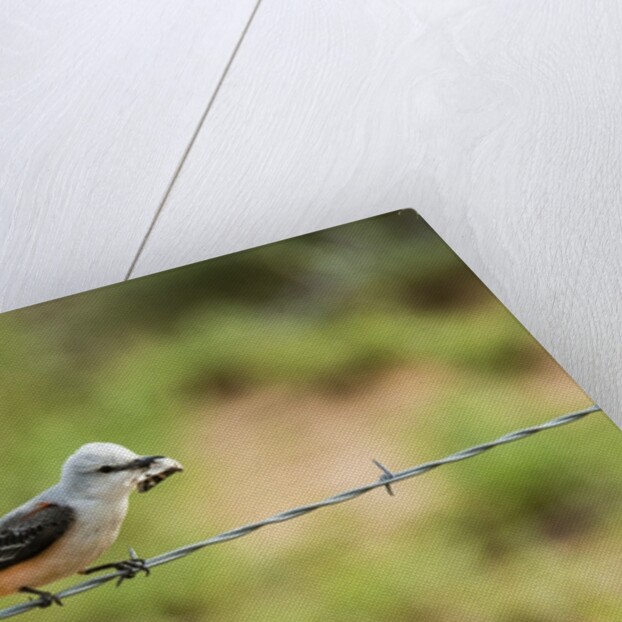 Scissor-tailed Flycatcher by Anonymous